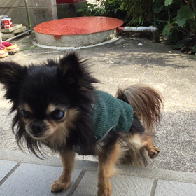 ロミオの動画です。の画像