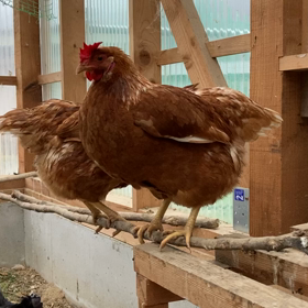 逝っちゃいましたわの画像