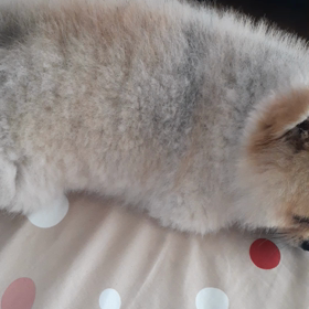 また咳が…の画像