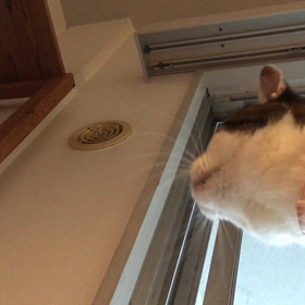 つなちゃん誕生日の画像