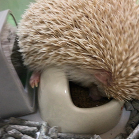 …朝太、、窮屈だろ？、、、の画像