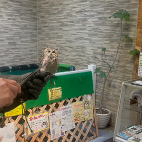 動物プロダクションの日常(ベンガルワシミミズクフライト)の画像