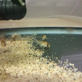 チビコリちゃん、その後の画像