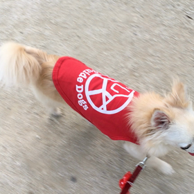 今日のお散歩の画像