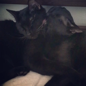 黒猫兄弟、舐め合うの巻の画像