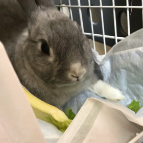 カルシウム尿対策 ツンデレうさぎのむすめ