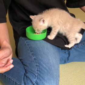 グルメなうにちゃんの画像