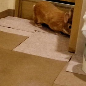 ショコラのぴょ～んの画像