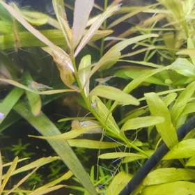 ミナミヌマエビの画像