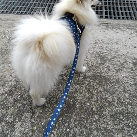 散歩にきたよの画像