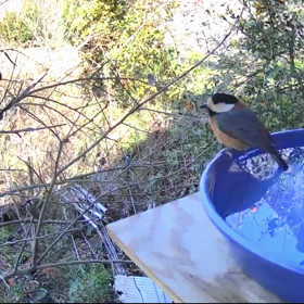 すぎぴたんの事件簿シーズン3　169話（３人で監視。(◉ω◉｀) ｼﾞｰｰｰｯ）の画像