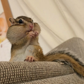 食いしん坊ももたろスタイル♡の画像