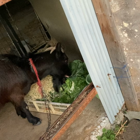 年末年始営業のご案内の画像