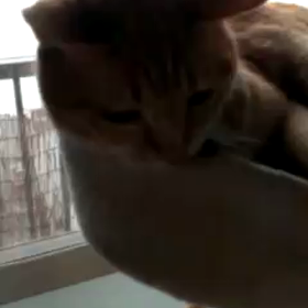 掃除機とちゃとちゃんの画像