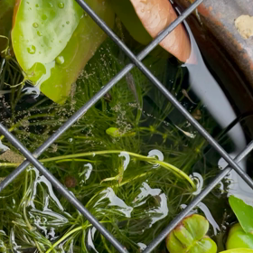 仲間が増えた(*´︶`*)ﾉの画像