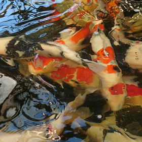 大池の鯉の画像