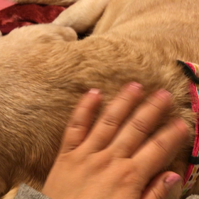 あまえんぼうよもこの画像