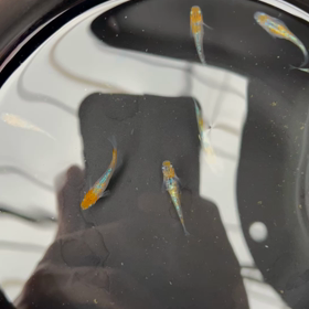 めだ活の連休(*^ω^*)の画像