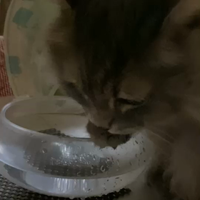 今日のキンプリの画像