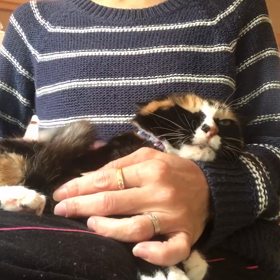 ふーちゃん帰ってきたよの画像