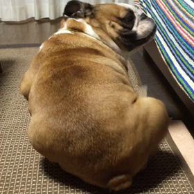 マイペースのMICHELEくんの画像