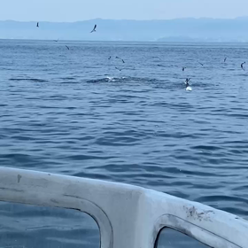 激アツボイル❗️の画像