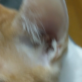 ノンちゃんですの画像