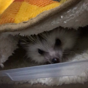 355日目晴栗さんの暖房の画像