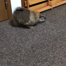 わんぱく小僧の画像