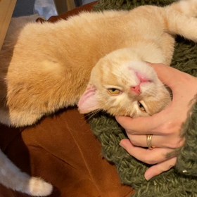 アダムくんの画像
