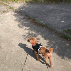 トリミング後の散歩の画像