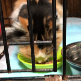 チャーミー食欲出てますの画像