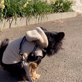 便秘になっちゃうの画像