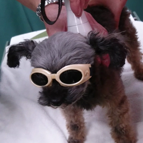 ワイルドなファーファさんの画像