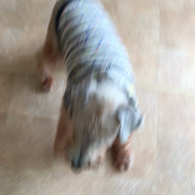 カティさん譲渡会に行くよ〜！の画像