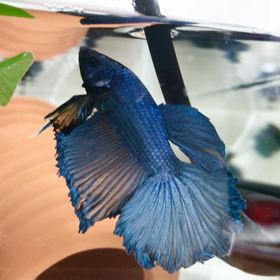 ナイト君フレアリングでフリーズの画像