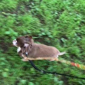 7月6日13わんこと1時間遠足  代々木公園の画像