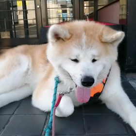 暑い朝‼️日陰は涼しいが、日差しは朝から厳しい。未来丸は連続的に休憩要求。様子を観るに「歩けないの画像