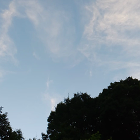 ヒグラシの画像