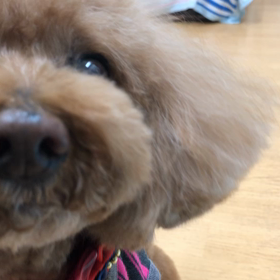 マロン（プードル）編。の画像