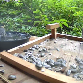 すぎぴたんの事件簿シーズン2　315話（ふたりで水浴び）の画像