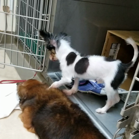 ガリコとペータ。の画像