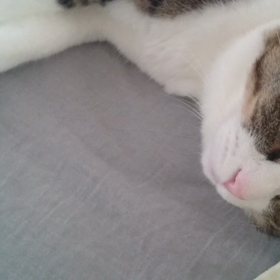 * ごはんですよ♪の画像