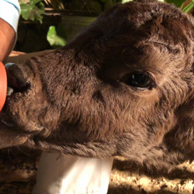 飲みっぷりの画像