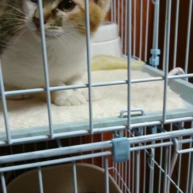 飼い主、遊んでもらう。の画像