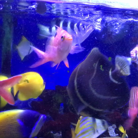 海水魚辞めます❗️の画像