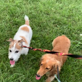 9月8日14わんこと1時間遠足  代々木公園の画像