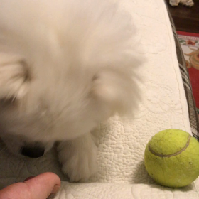 1歳3ヶ月の画像