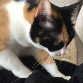 みけ動画。の画像