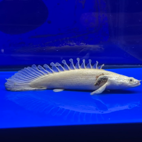 激レア魚第二弾！！の画像